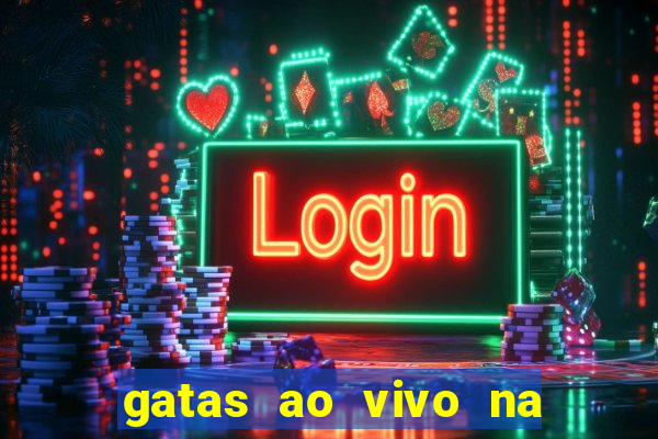 gatas ao vivo na web cam